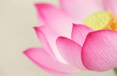 葛宏军摄影-花卉摄影系统视频课