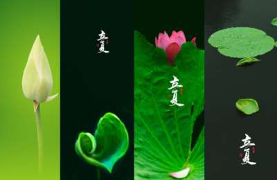 陶军摄影26-创意荷花拍摄与后期调色教程【27节】